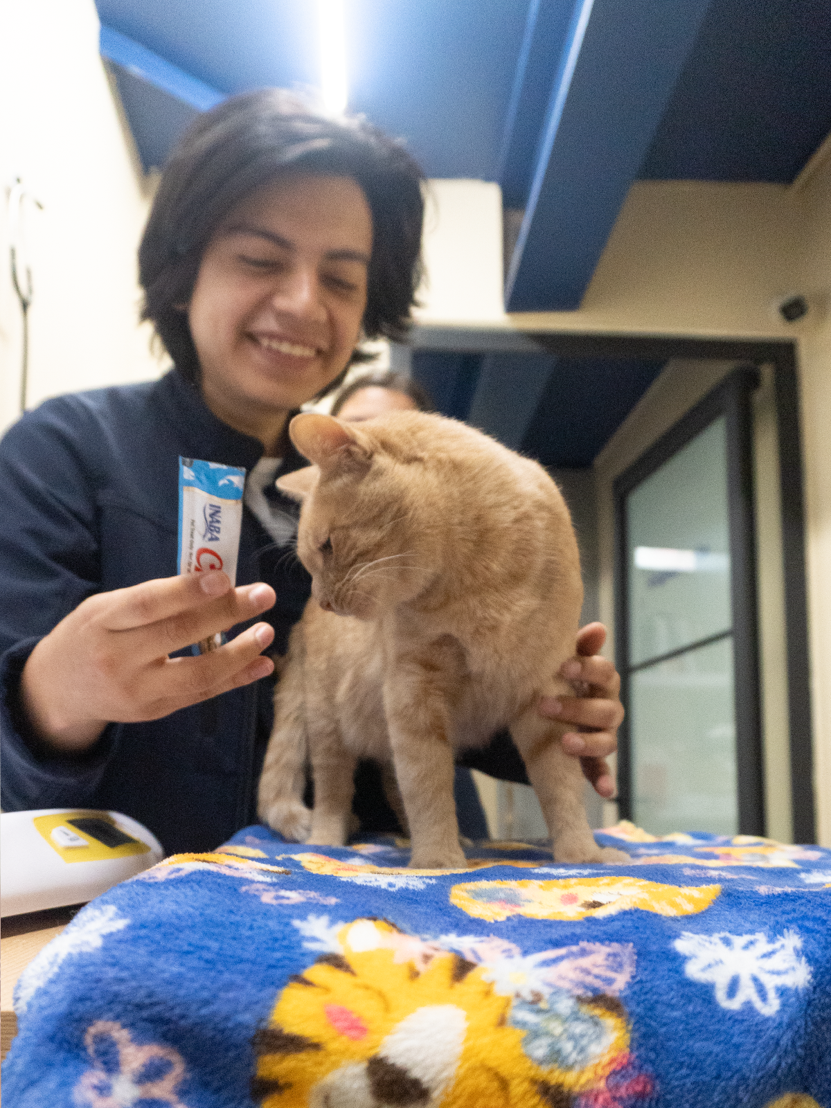 hospital para gatos en cdmx