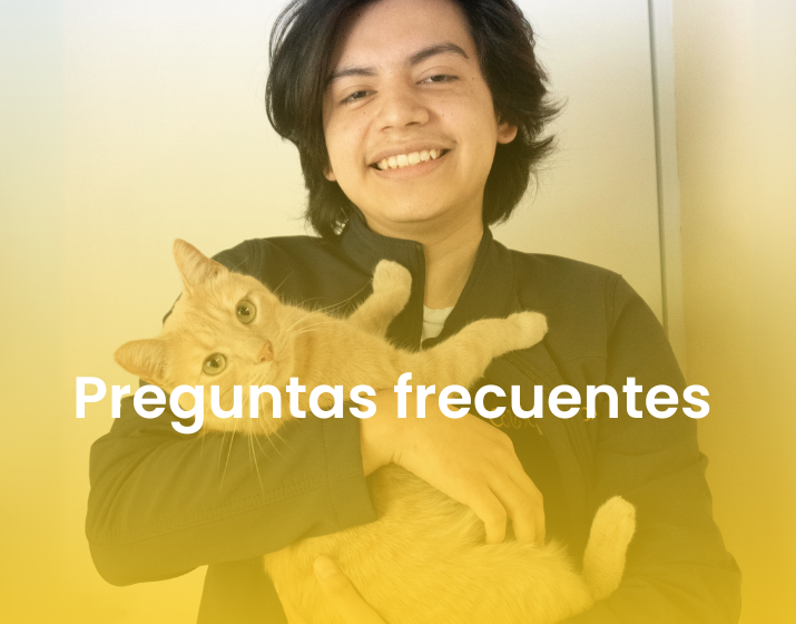 veterinario en gatos veterinario en gatos